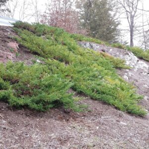 sargent-juniper-juniperus-chinensis