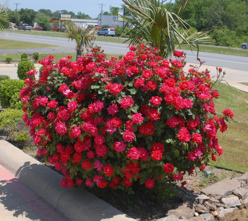 Image of Rosa Knock Out roses in full bloom