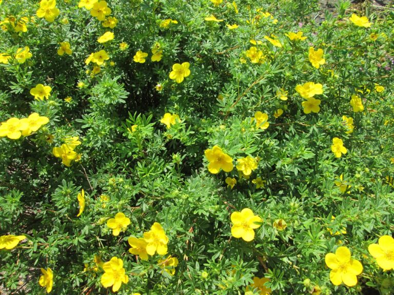 Shrubby Cinquefoil | Plant Profile | Sylvan Gardens Landscape Contractors