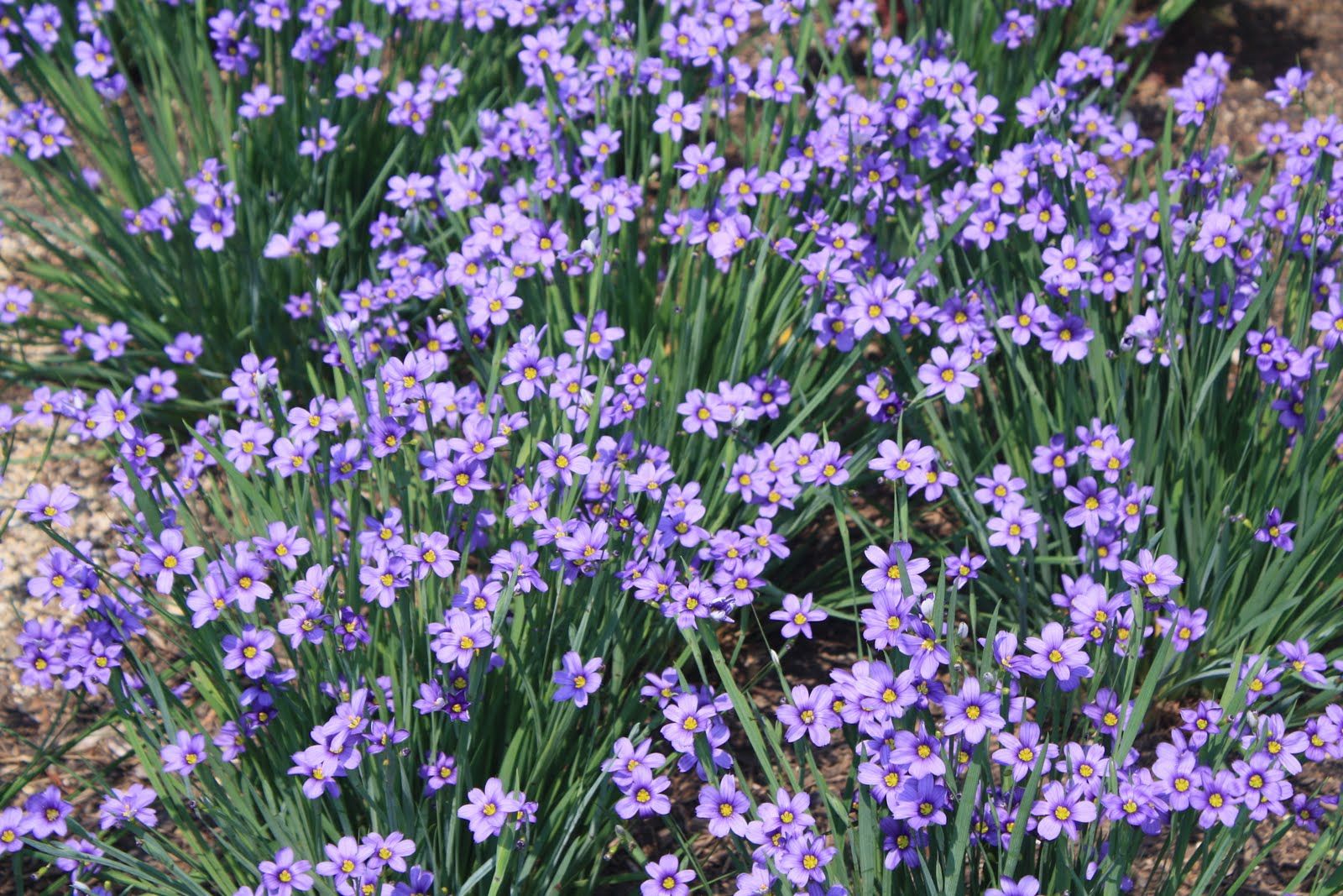 Common Name For Blue Eyed Grass