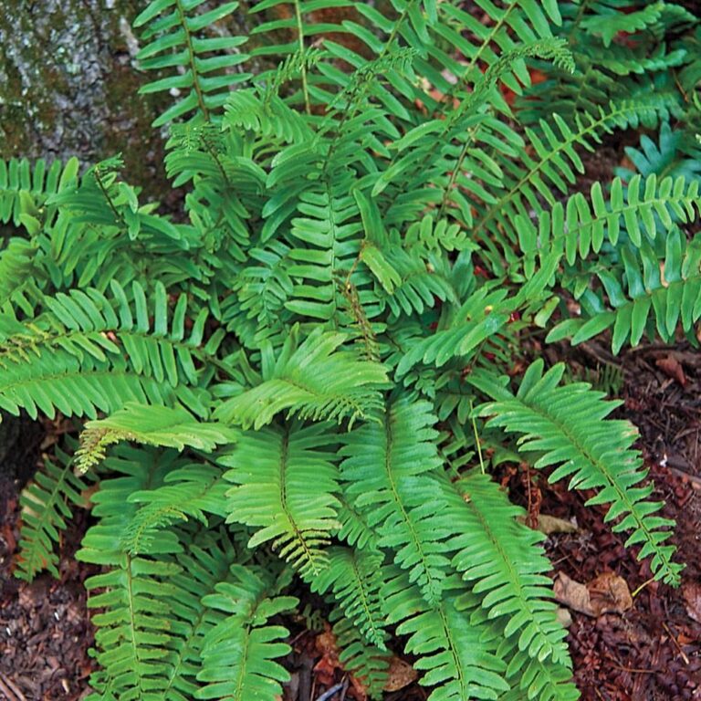 Christmas Fern Plant Profile Sylvan Gardens Landscape Contractors