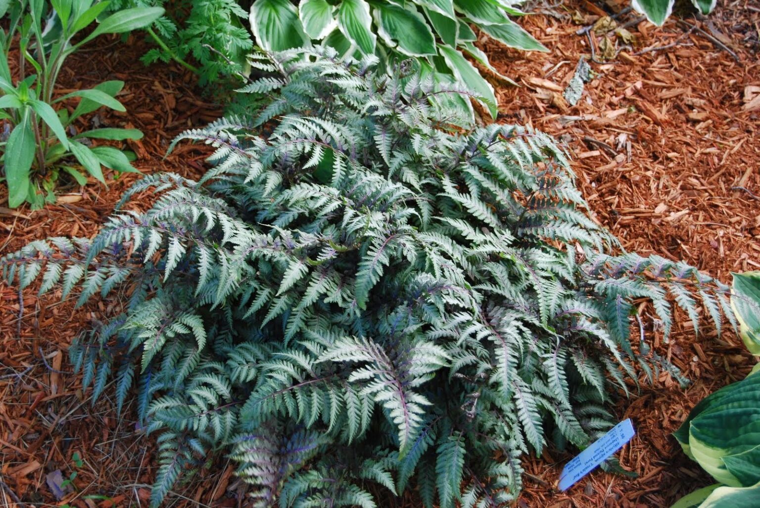 Japanese Painted Fern | Plant Profile | Sylvan Gardens Landscape ...