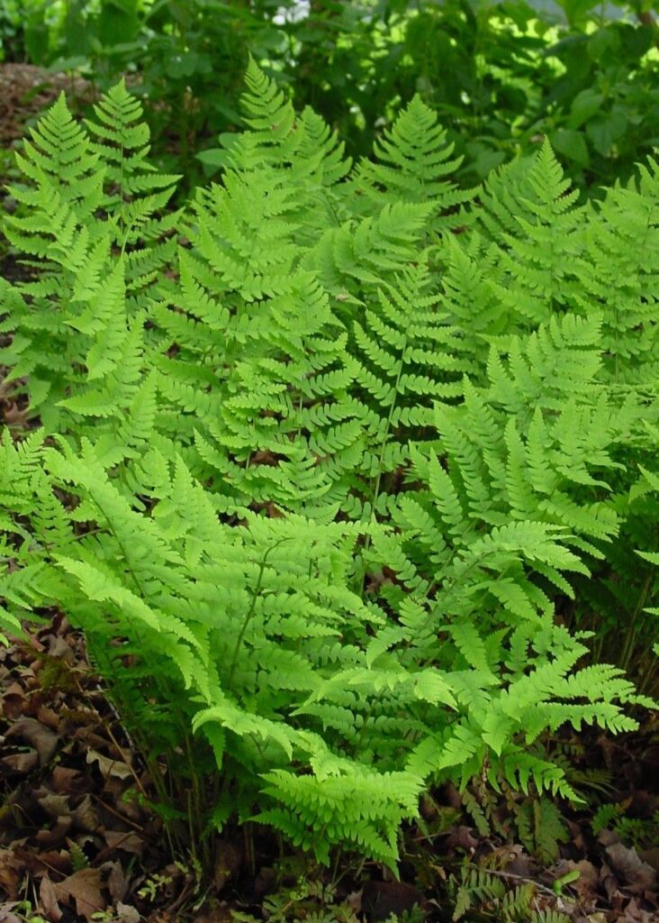 Marginal Wood Fern | Plant Profile | Sylvan Gardens Landscape Contractors