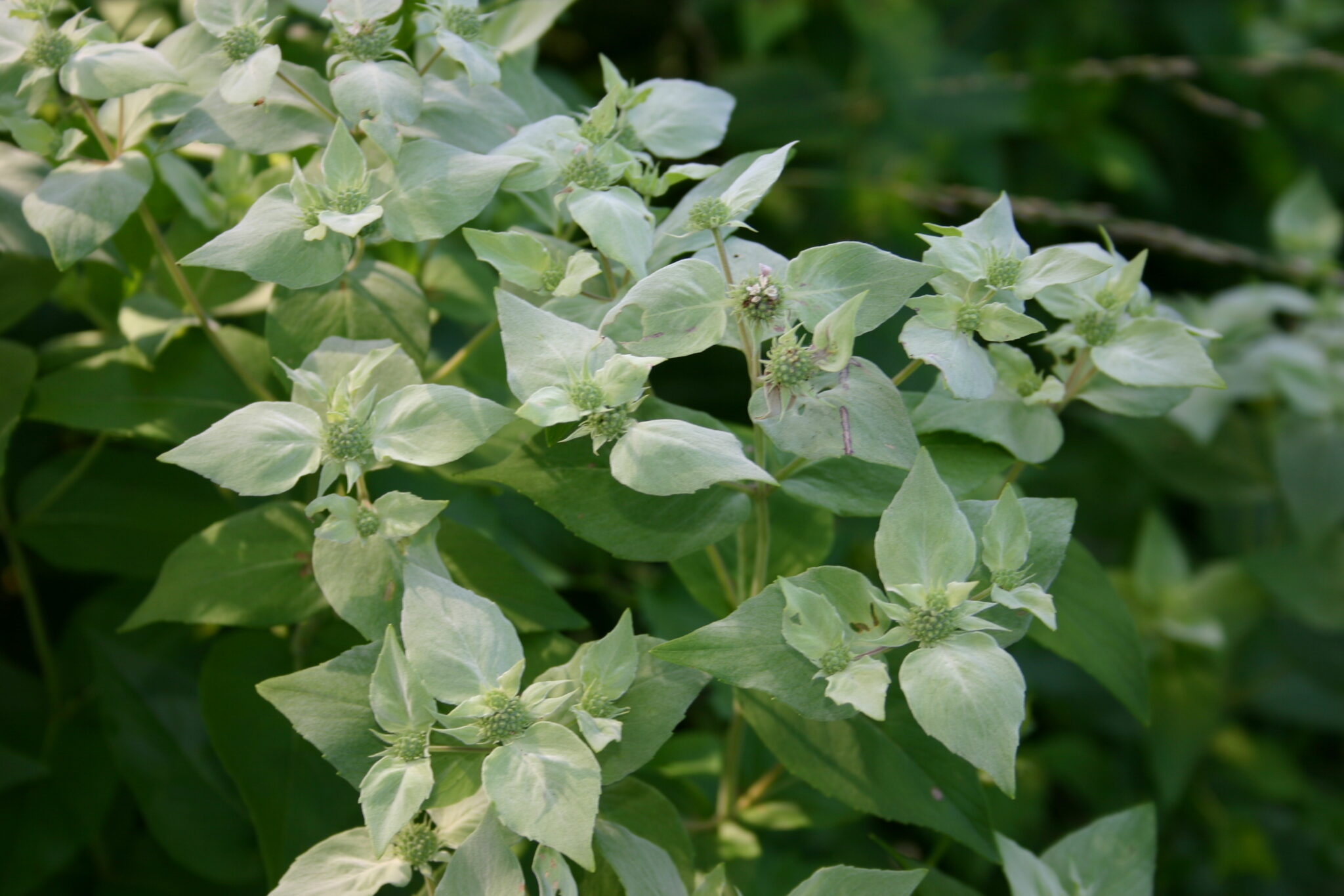 Mountain Mint | Plant Profile | Sylvan Gardens Landscape Contractors