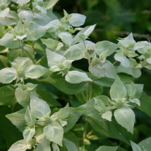 mountain-mint-pycnanthemum-muticum