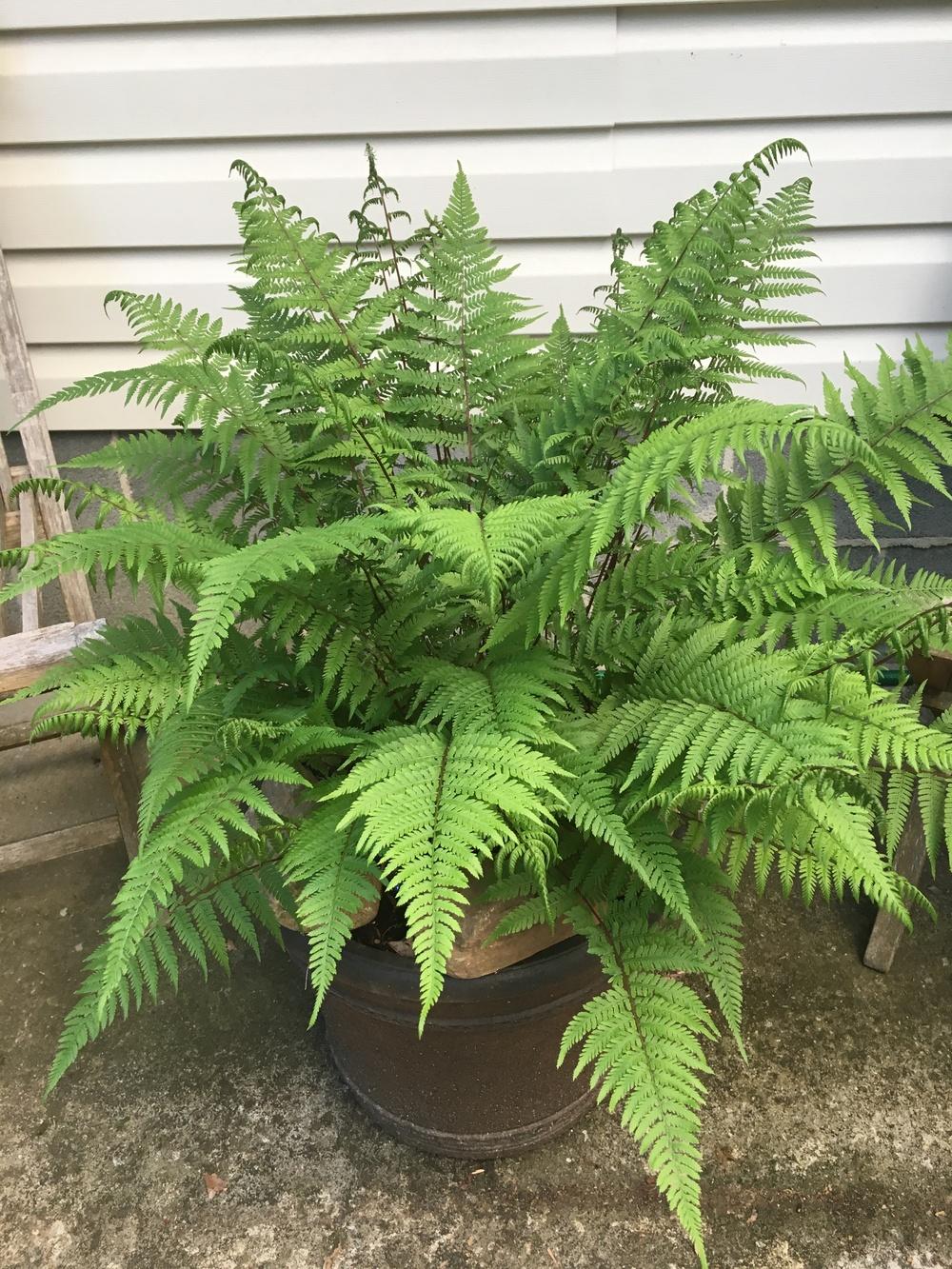 northern lady fern 'lady in red' | plant profile | sylvan gardens