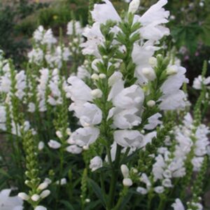 obedient-plant-miss-manners-physostegia-virginiana