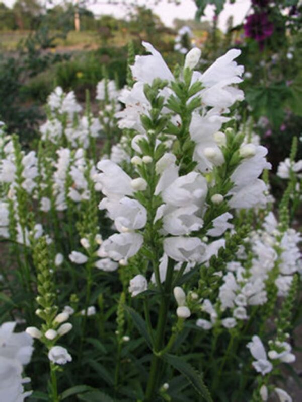 obedient-plant-miss-manners-physostegia-virginiana