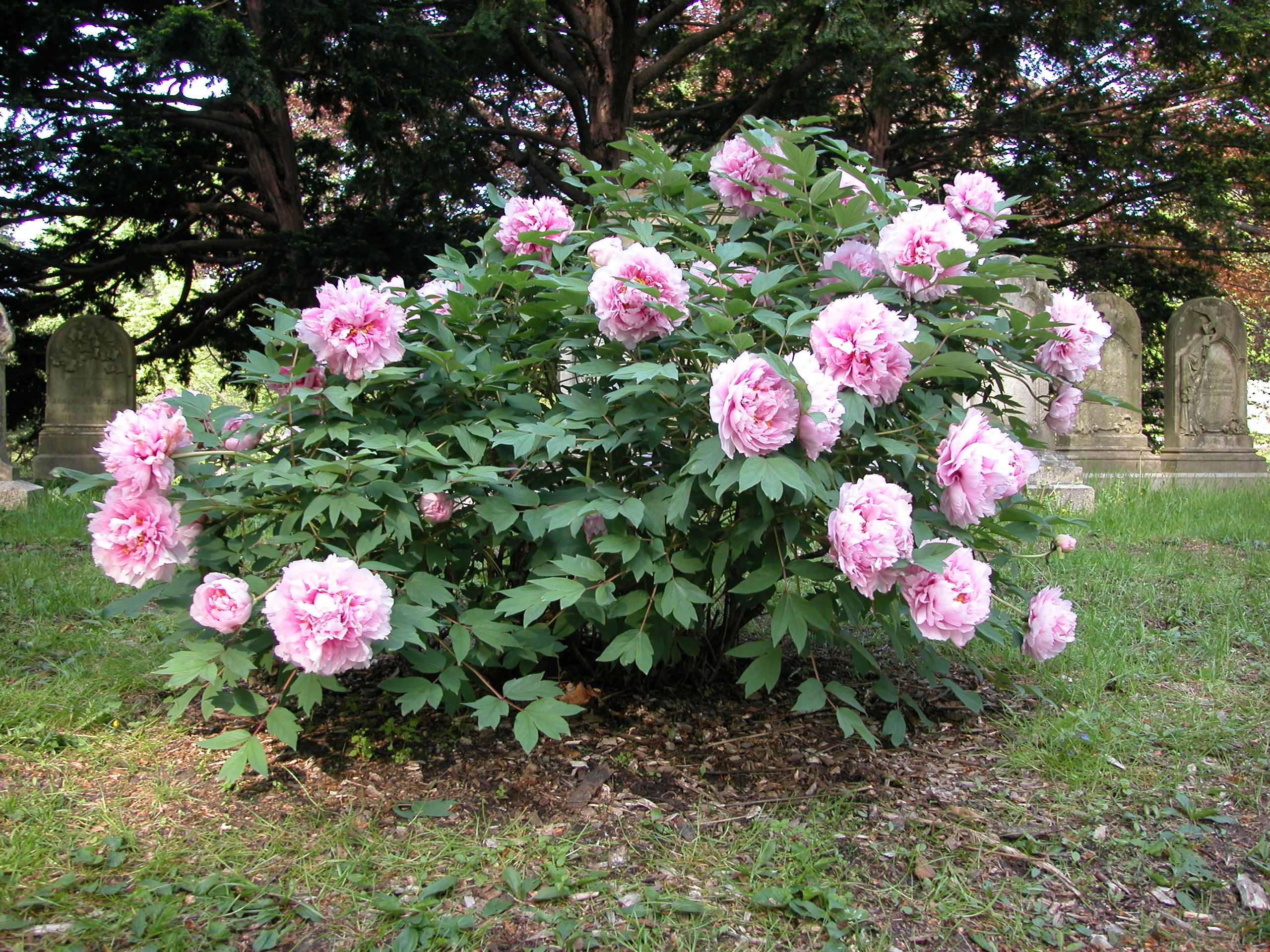 Peony shrub deals