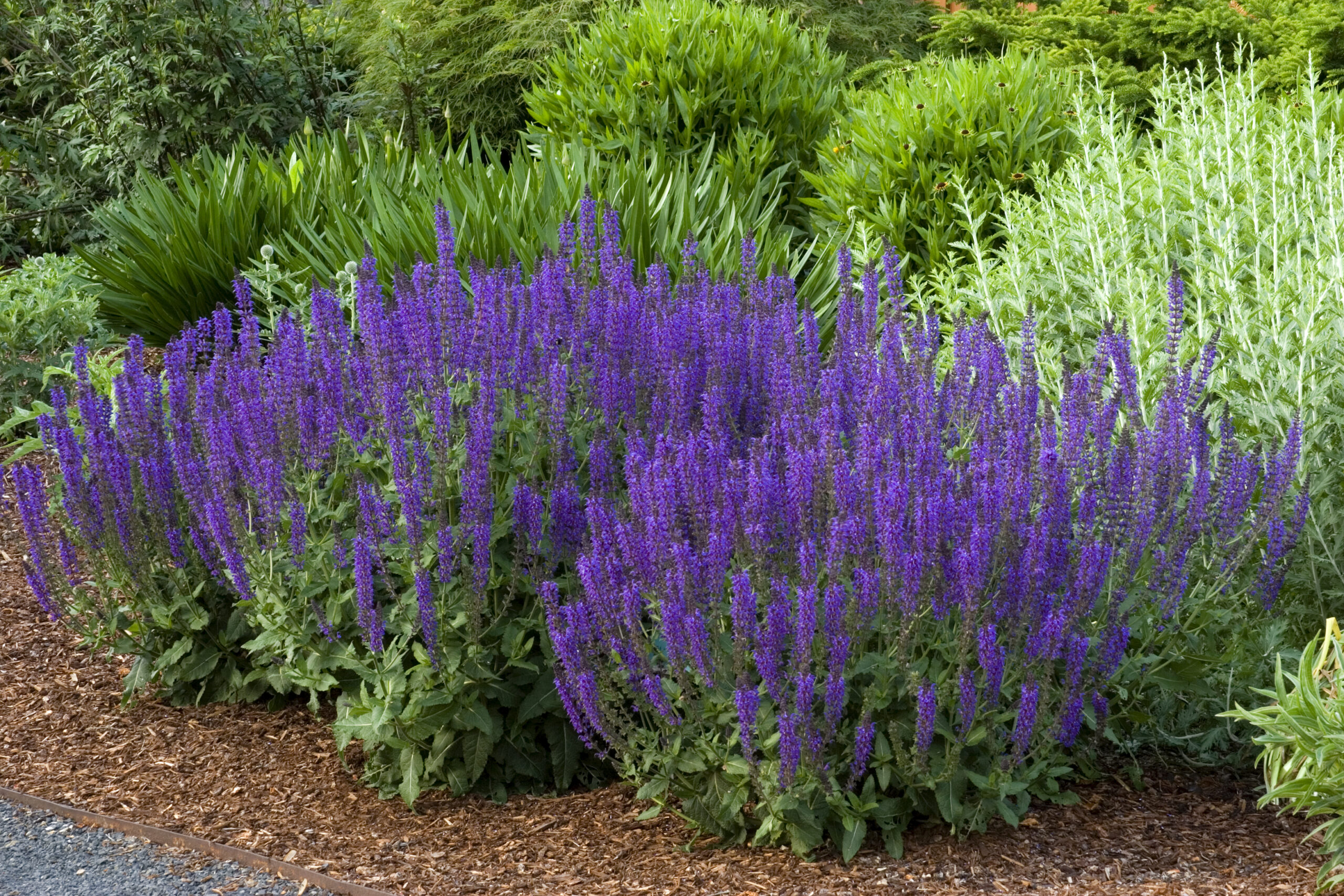 Salvia 'May Night' | Plant Profile | Sylvan Gardens Landscape Contractors