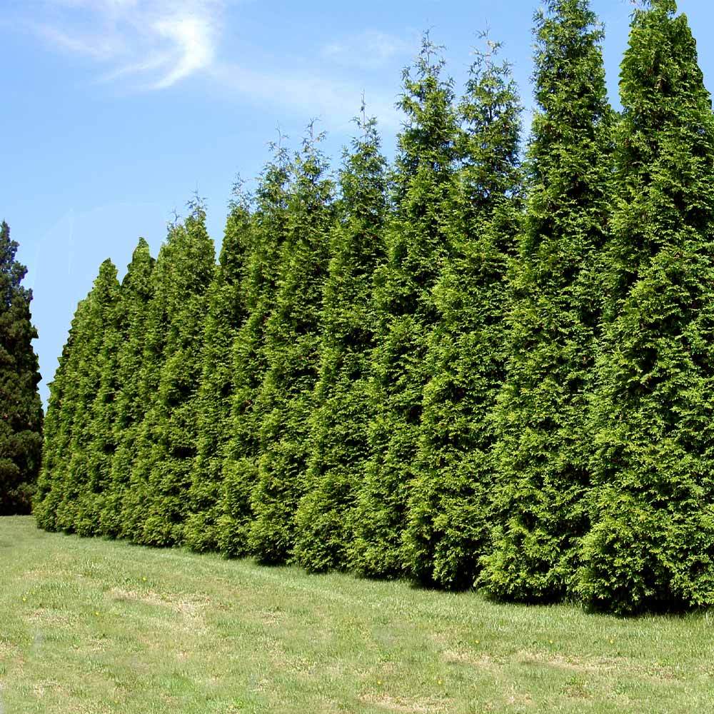 thuja elegantissima