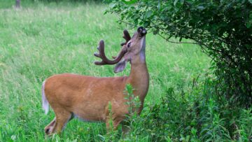 Deer-Tolerant Plantings for New Landscapes | Sylvan Gardens Plant Guides