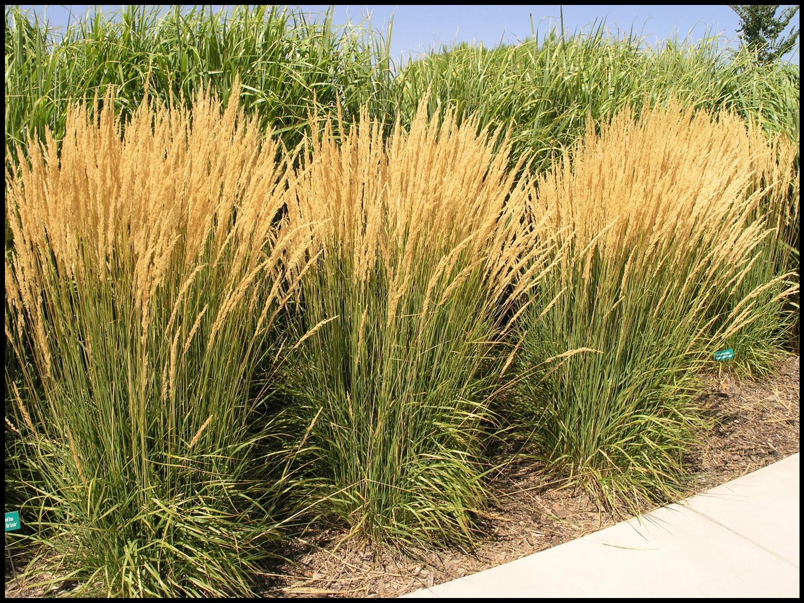Feather Reed Grass Karl Foerster YTXPJ